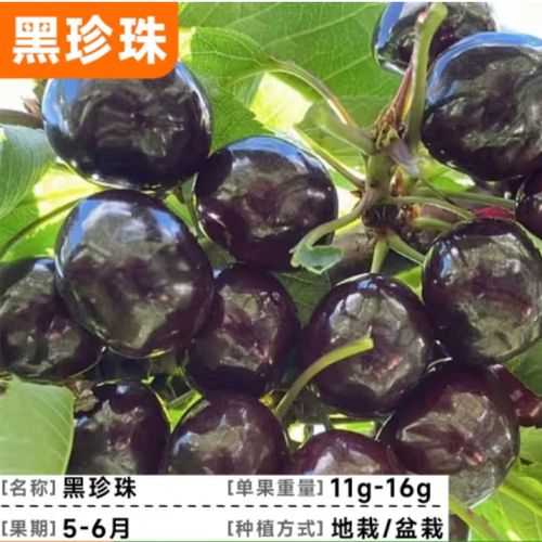 烟台农科院果树苗价格