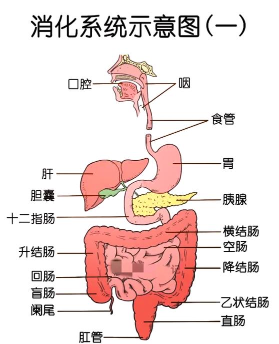 胰腺和胃的位置图