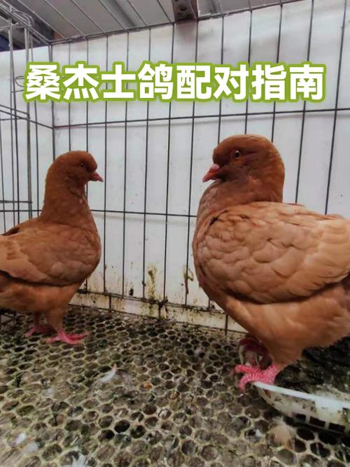 鸽子几个月能配对