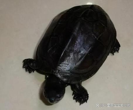 黑色乌龟图片大全