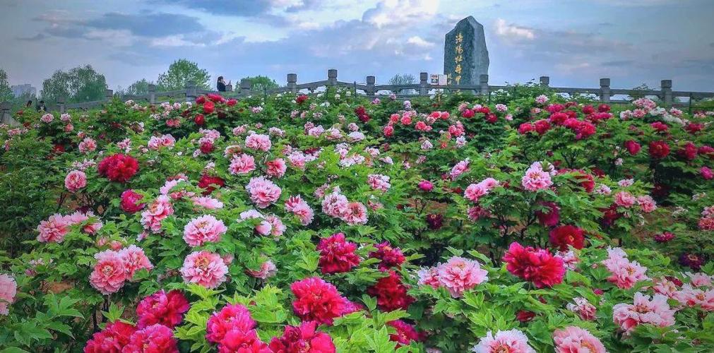 全洛阳唯一的黑牡丹