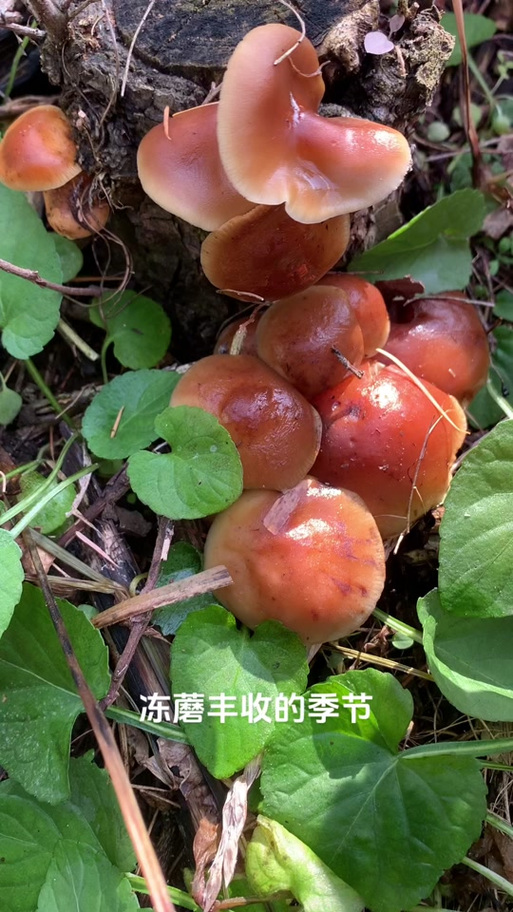 捡菌子的幽默说说简短图标
