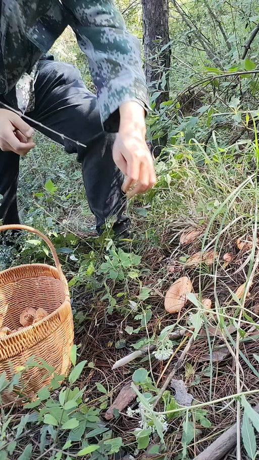 捡菌子的幽默说说简短截图3
