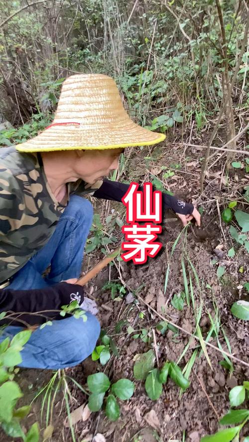 深山的小仙农