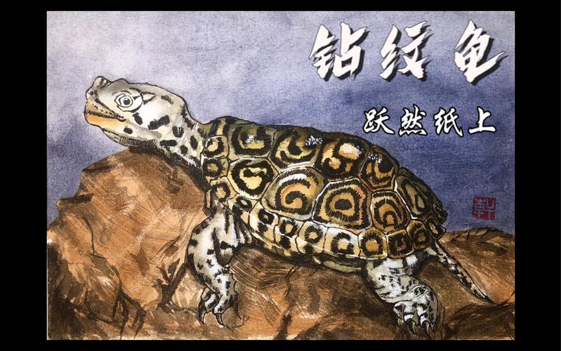 钻纹龟卡通图片