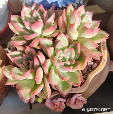 多肉弗洛瑞安娜好度夏吗截图1