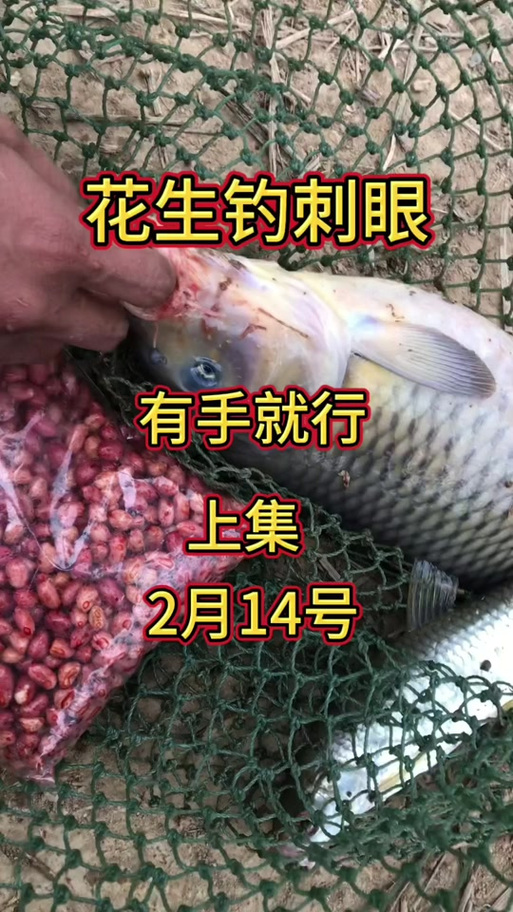 花生钓青鱼最简单的方法