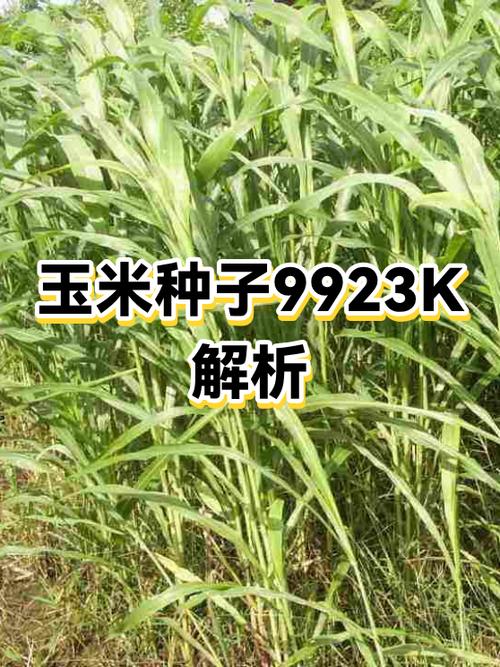 9923k玉米种子简介
