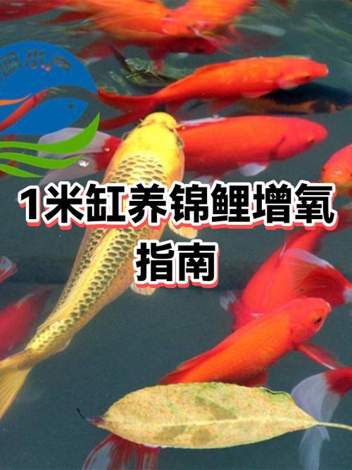 1米2小缸最忌三种鱼