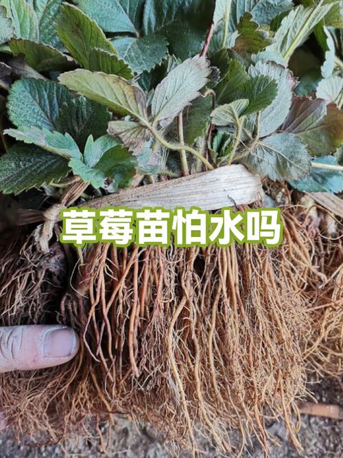 草莓怕水吗