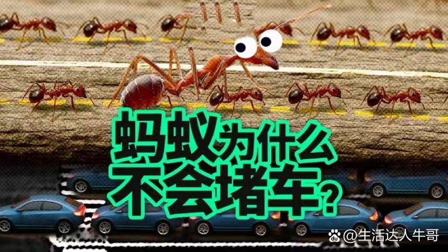 蚂蚁市场官网版