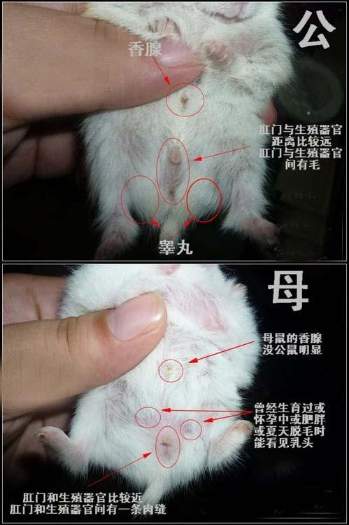 母仓鼠怎么生小仓鼠