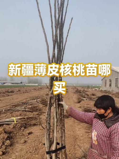 核桃树苗批发基地