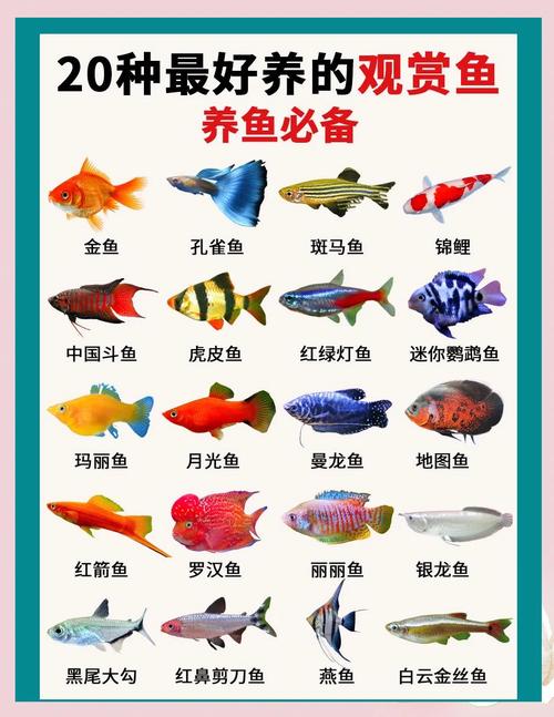 一般说养9条鱼算清道夫吗
