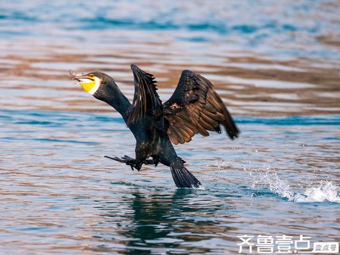 为什么冬天适合打鸟