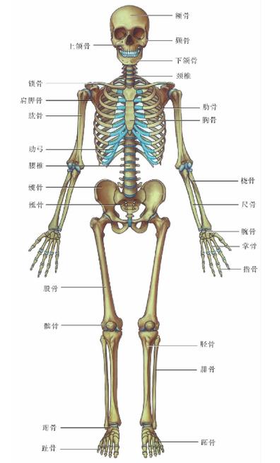 人体骨骼图解大全