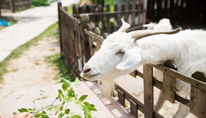 成群结队最佳生肖是什么