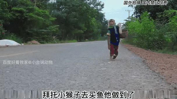 小猴子去哪里买