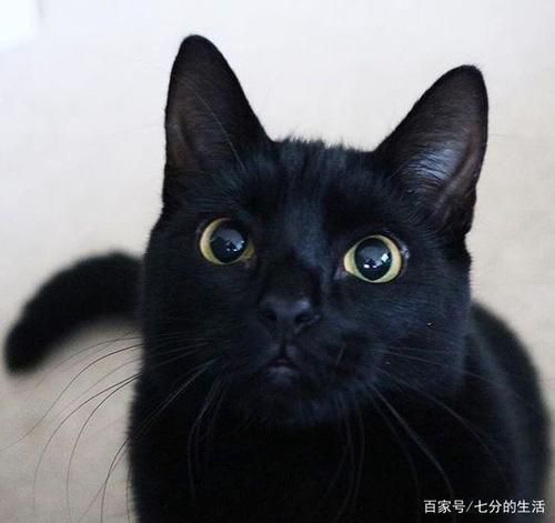 玄猫哪个颜色最贵
