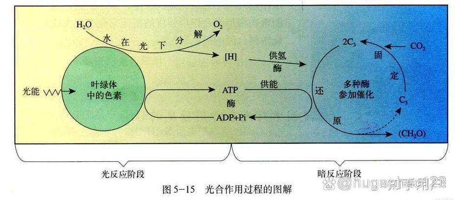 暗反应产生能量吗