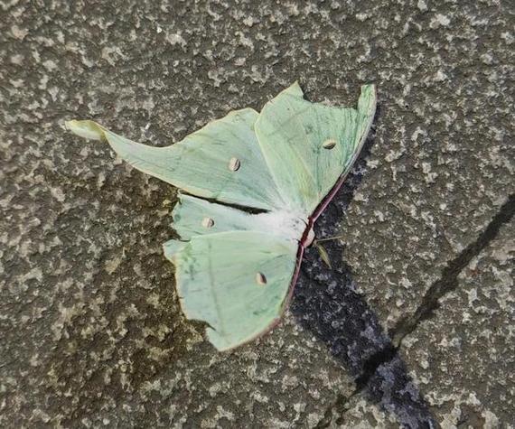 类似断翅的小说
