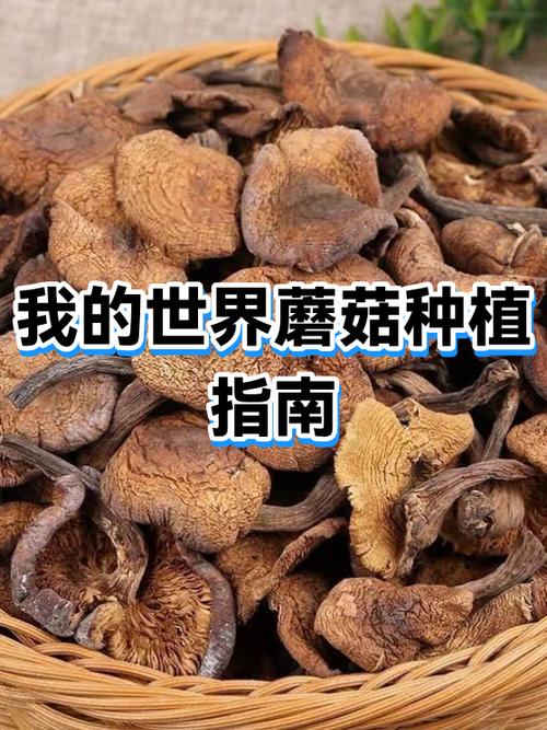 我的世界怎样获取蘑菇