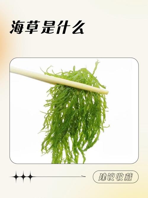海草的别名