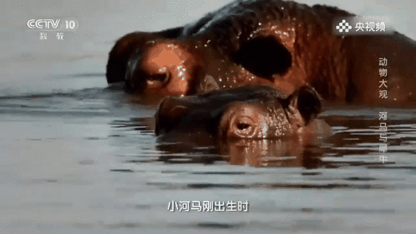 自然传奇河马