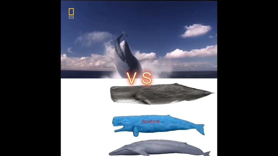 巨齿鲨和抹香鲸