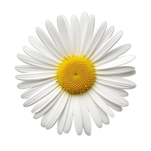 小雏菊素材