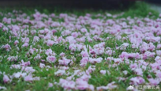 花落陌上逢花起尘中最什么意思
