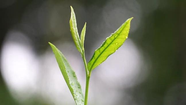 茶叶15秒短视频