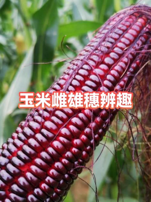 玉米竞趣app图标
