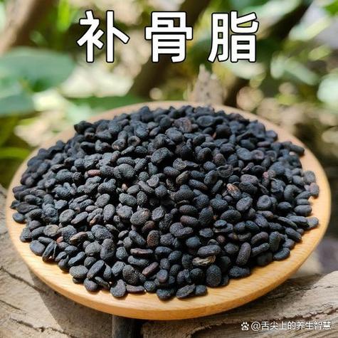中药补骨脂的功效与作用