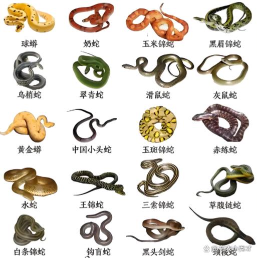 所有蛇的名称