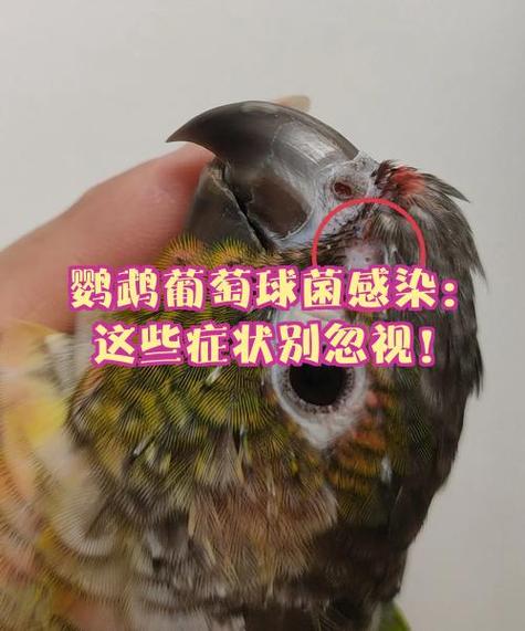 鹦鹉爪子畸形怎么治
