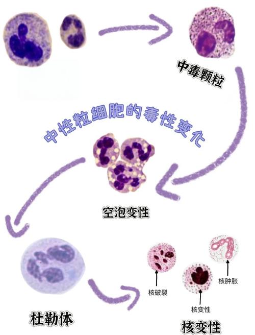 死亡细胞变异图鉴大全