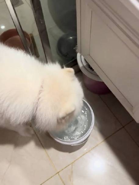 喝水吨吨吨是哪个dun