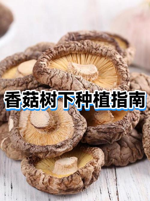 星露谷物语蘑菇树出现的条件