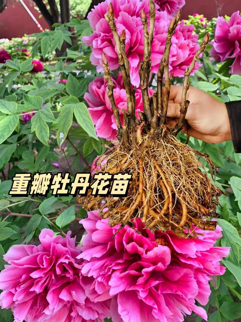 洛阳牡丹花苗批发基地