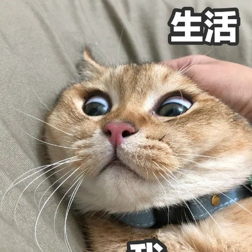 各种类型的表情包