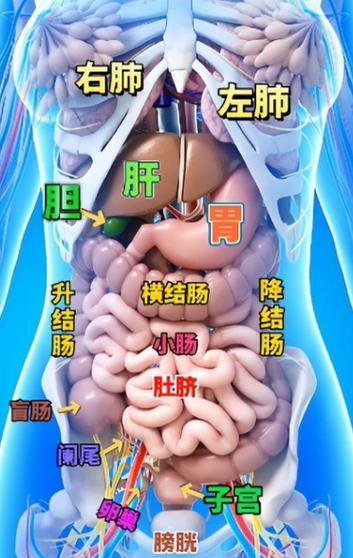 身体左边下方是哪个器脏