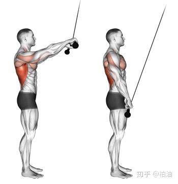 直臂下拉标准动作图解