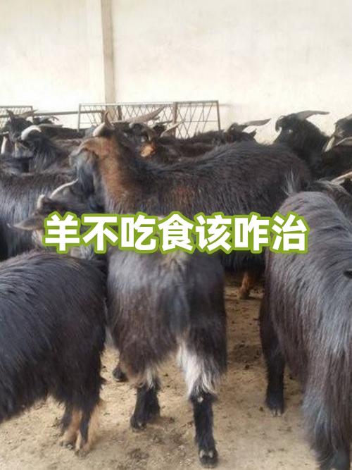 羊不吃不喝怎么解决