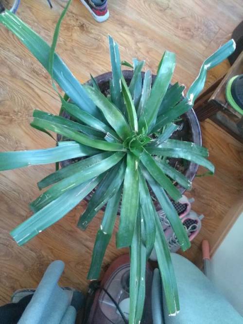青云花是什么花