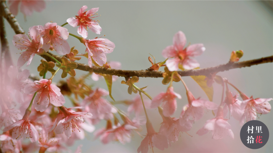 《浴火樱花》