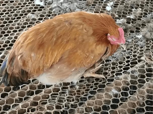 小鸡里面有白色分泌物是怎么回事