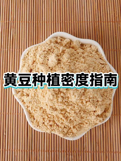五一能种黄豆吗