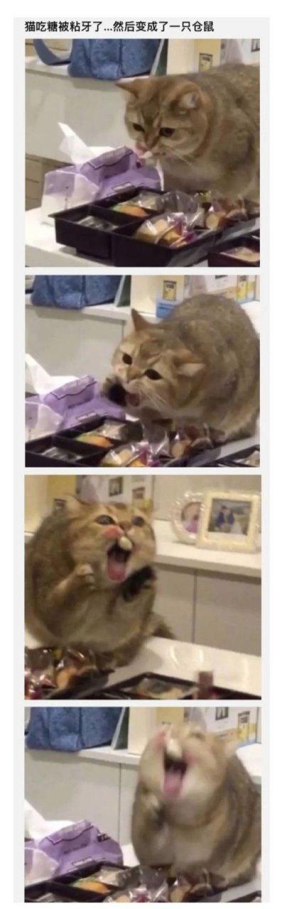 猫吃糖的后果 猫吃糖的后果