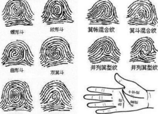 手掌出现箕纹